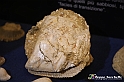 VBS_9092 - Museo Paleontologico - Asti